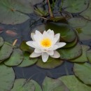 water lily source image